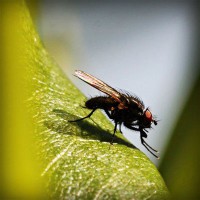 /album/klasliphepers/photolia-a04-jpg/