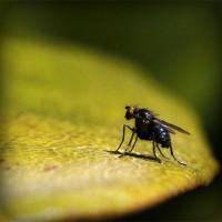/album/klasliphepers/photolia-a07-jpg/