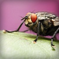 /album/klasliphepers/photolia-a08-jpg/